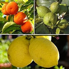 Yougarden citrus fruit for sale  Delivered anywhere in UK