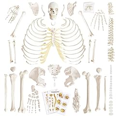 Benilev disarticulated human for sale  Delivered anywhere in USA 
