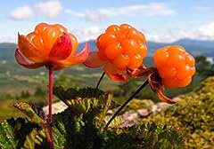 Cloudberry rubus chamaemorus gebraucht kaufen  Wird an jeden Ort in Deutschland