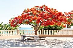 Seeds delonix regia for sale  Delivered anywhere in USA 