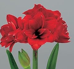 Double dragon amaryllis for sale  Delivered anywhere in USA 