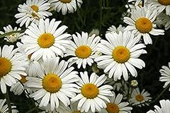 Leucanthemum vulgare plug for sale  Delivered anywhere in UK