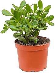 Money plant money for sale  Delivered anywhere in UK