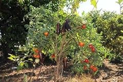 Semi solanum chrysotrichum usato  Spedito ovunque in Italia 