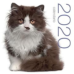 Gatti. calendario 2020 usato  Spedito ovunque in Italia 