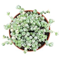 Rare succulent variegated for sale  Delivered anywhere in USA 