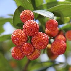 Arbutus unedo strawberry for sale  Delivered anywhere in UK