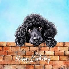 Poodle black dog for sale  Delivered anywhere in UK