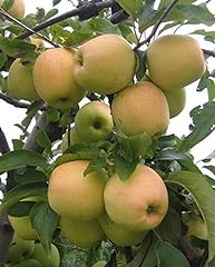 Golden delicious apple for sale  Delivered anywhere in USA 