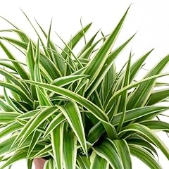 Carbeth plants indoor for sale  Delivered anywhere in Ireland