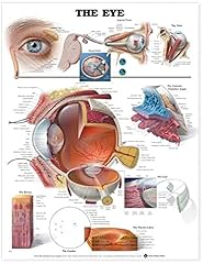 The eye anatomical d'occasion  Livré partout en France