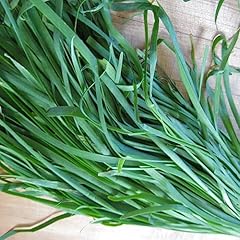 Kviter 300 garlic for sale  Delivered anywhere in USA 