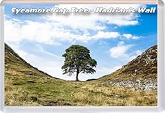 Sycamore gap tree for sale  Delivered anywhere in UK