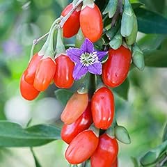 Goji berry sweet for sale  Delivered anywhere in UK