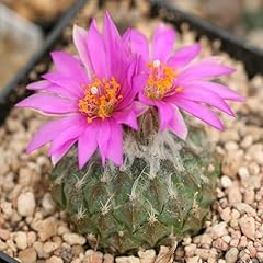 Pelecyphora flower seeds for sale  Delivered anywhere in UK