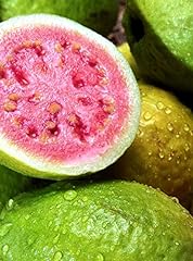 Pink guava plant for sale  Delivered anywhere in USA 
