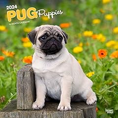 Pug puppies 2024 for sale  Delivered anywhere in UK
