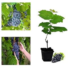 Grape vitis plant for sale  Delivered anywhere in UK