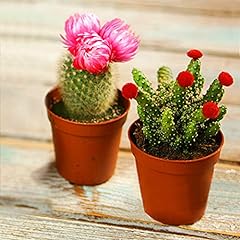 Mini cactus rare for sale  Delivered anywhere in Ireland