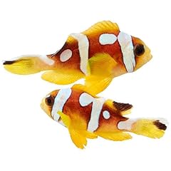 Pack live spotcinctus for sale  Delivered anywhere in USA 