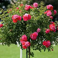 Simply trees double for sale  Delivered anywhere in USA 