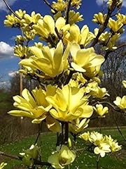 Magnolia gialla brookynensis usato  Spedito ovunque in Italia 