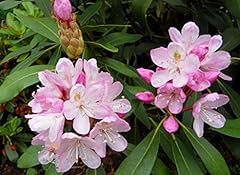 Rosebay rhododendron maximum for sale  Delivered anywhere in USA 