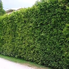 Thuja brabant 140 gebraucht kaufen  Wird an jeden Ort in Deutschland