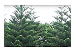 Stk araucaria heterophylla gebraucht kaufen  Wird an jeden Ort in Deutschland