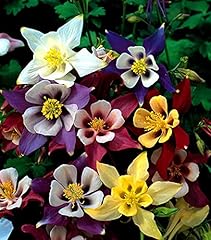 Approx 400 seeds for sale  Delivered anywhere in UK