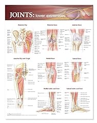Joints the lower d'occasion  Livré partout en France