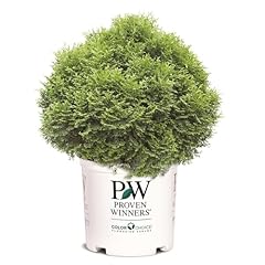 Gallon proven winners for sale  Delivered anywhere in USA 
