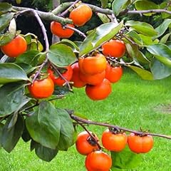 Pack persimmon trees for sale  Delivered anywhere in USA 