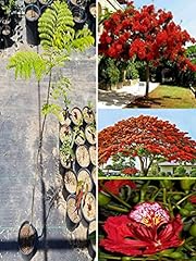 Red delonix regia for sale  Delivered anywhere in USA 
