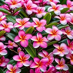 Pink plumeria plant for sale  Delivered anywhere in USA 