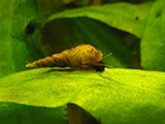 Malaysian trumpet snails for sale  Delivered anywhere in UK