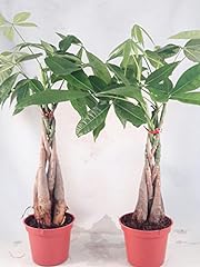 Two money tree for sale  Delivered anywhere in USA 