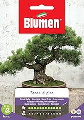 Bonsai pino usato  Spedito ovunque in Italia 