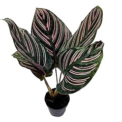 Bubbleblooms calathea ornata for sale  Delivered anywhere in USA 