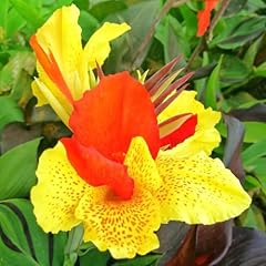 Perennial canna cleopatra for sale  Delivered anywhere in USA 