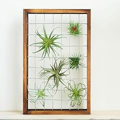 Skovvart air plant for sale  Delivered anywhere in USA 