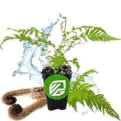 Australian tree fern for sale  Delivered anywhere in USA 