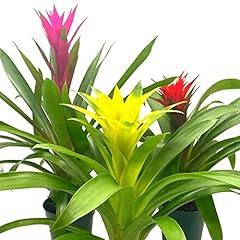 Bubbleblooms colorful bromelia for sale  Delivered anywhere in USA 
