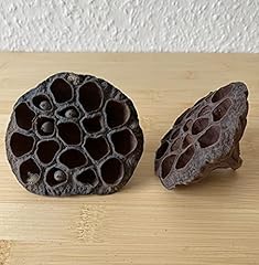 Garnelenshop24de lotos lotus gebraucht kaufen  Wird an jeden Ort in Deutschland