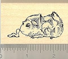 Satin guinea pig for sale  Delivered anywhere in USA 