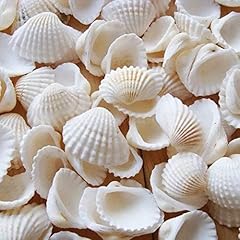 Wekuw conchiglie mare usato  Spedito ovunque in Italia 