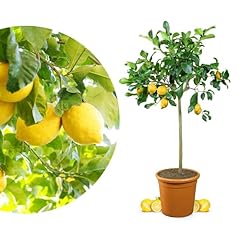 Rangerie zitronenbaum grande gebraucht kaufen  Wird an jeden Ort in Deutschland