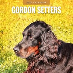 Gordon setters 2025 for sale  Delivered anywhere in UK