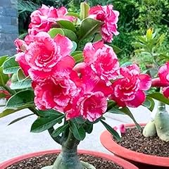 Pink desert rose for sale  Delivered anywhere in USA 