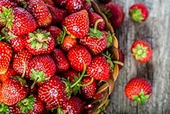 Flavorfest strawberry roots for sale  Delivered anywhere in USA 